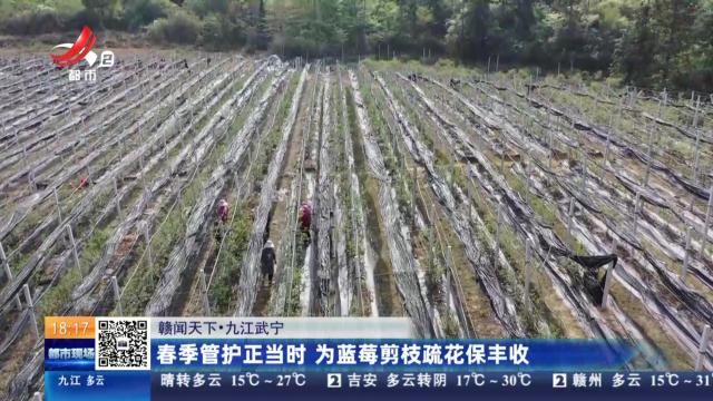 【赣闻天下】九江武宁：春季管护正当时 为蓝莓剪枝疏花保丰收