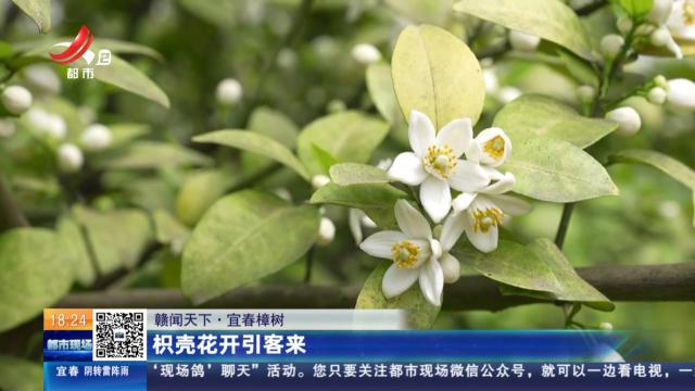 【赣闻天下】宜春樟树：枳壳花开引客来