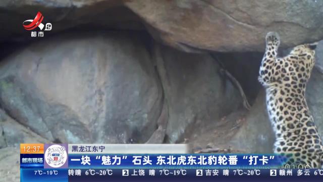 黑龙江东宁：一块“魅力”石头 东北虎东北豹轮番“打卡”