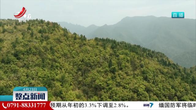 梵净山：“鸽子花”如雪绽放
