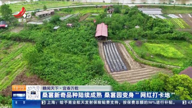 【赣闻天下】宜春万载：桑葚新奇品种陆续成熟 桑葚园变身“网红打卡地”