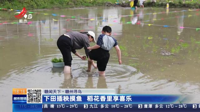 【赣闻天下】赣州寻乌：下田插秧摸鱼 稻花香里享喜乐