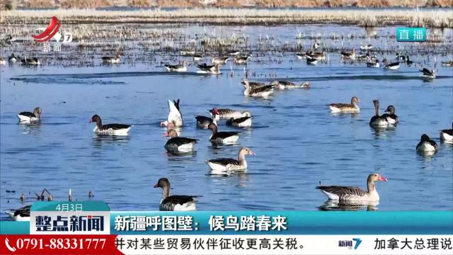 新疆呼图壁：候鸟踏春来