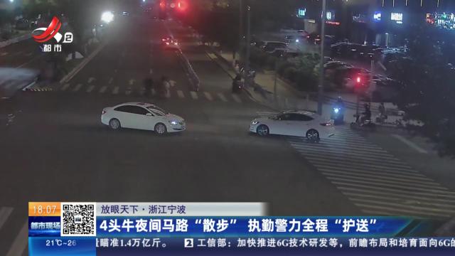 【放眼天下】浙江宁波：4头牛夜间马路“散步” 执勤警力全程“护送”