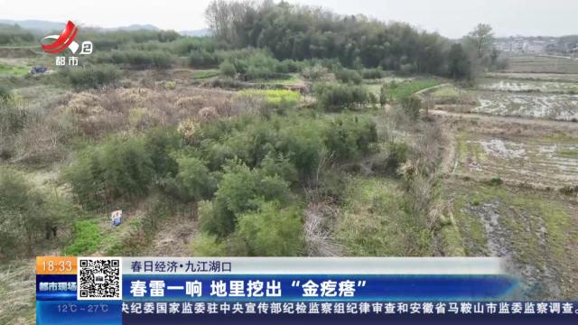 【春日经济】九江湖口：春雷一响 地里挖出“金疙瘩”