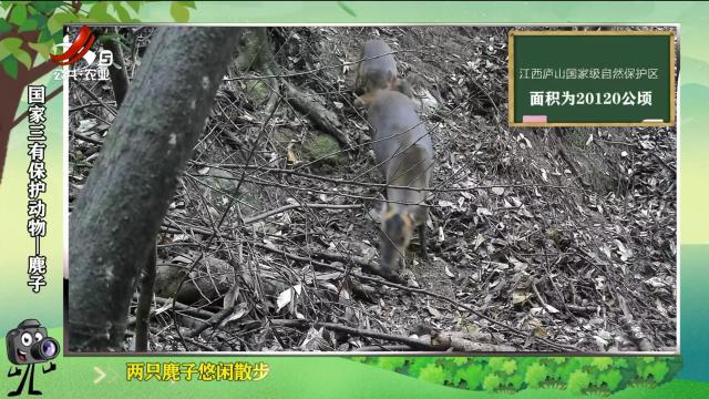绿野秘踪20250408