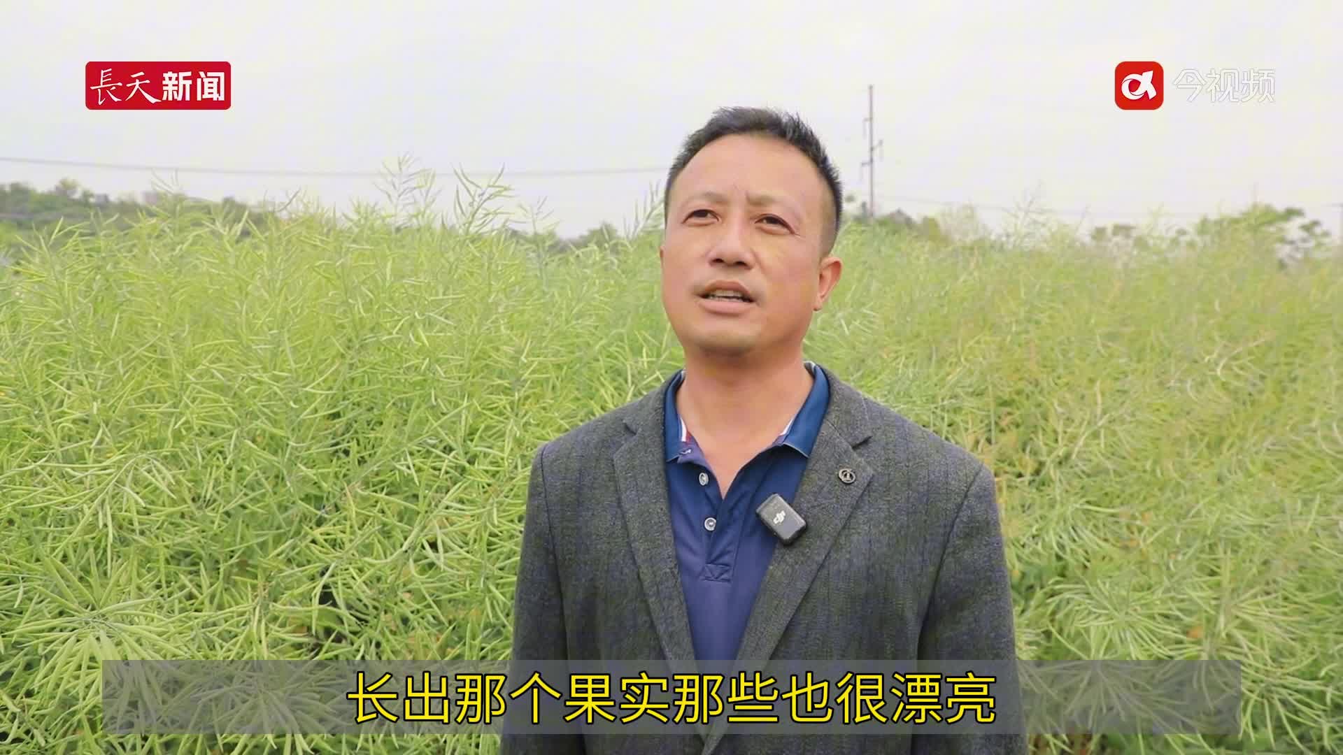 赣州大余：推广油菜良种 为乡村振兴添 “油” 加力