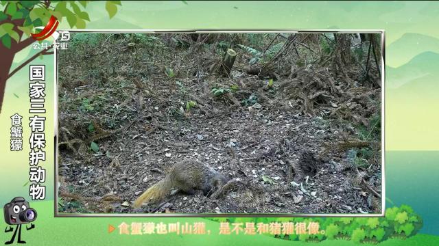 绿野秘踪20250415