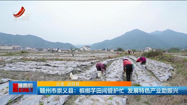 赣州市崇义县：槟榔芋田间管护忙 发展特色产业助振兴