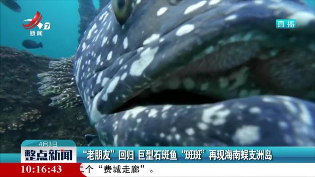 “老朋友”回归 巨型石斑鱼“斑斑”再现海南蜈支洲岛