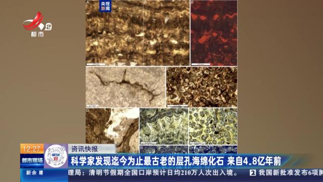 科学家发现迄今为止最古老的层孔海绵化石 来自4.8亿年前