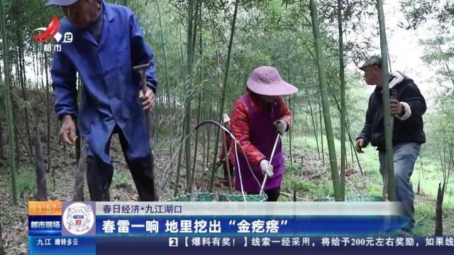 【春日经济】【春日经济】九江湖口：春雷一响 地里挖出“金疙瘩”