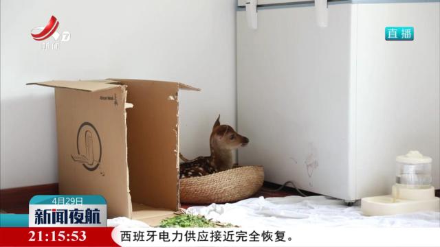 梅花鹿幼崽“迷路”获救助