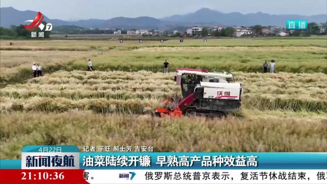 油菜陆续开镰 早熟高产品种效益高