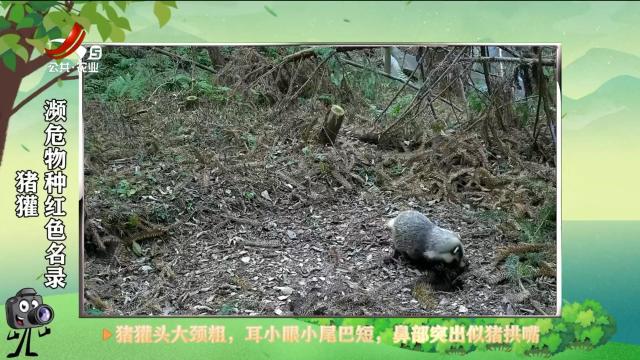 绿野秘踪20250410