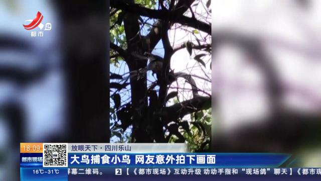 【放眼天下】四川乐山：大鸟捕食小鸟 网友意外拍下画面