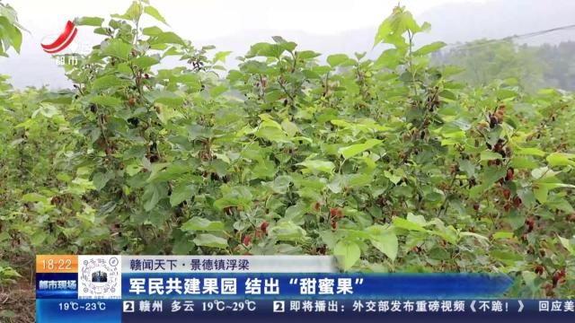 【赣闻天下】景德镇浮梁：军民共建果园 结出“甜蜜果”