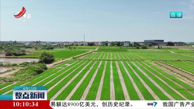 早稻移栽过三成 新技术促农民增收