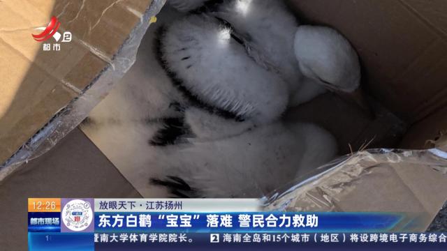 【放眼天下】江苏扬州：东方白鹳“宝宝”落难 警民合力救助