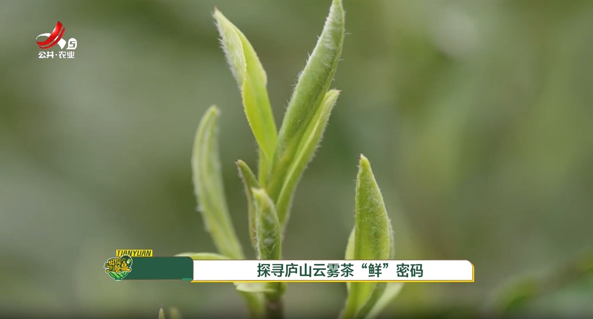 从田园到餐桌20250412