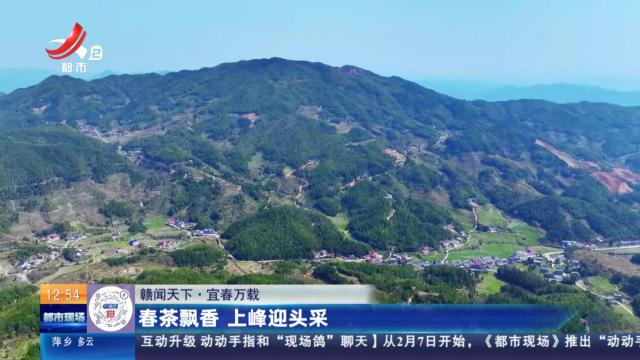 【赣闻天下】宜春万载：春茶飘香 上峰迎头采