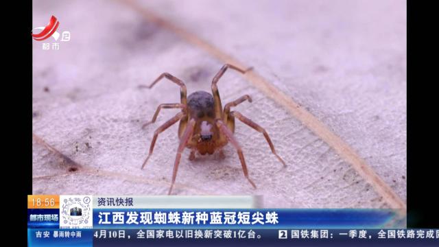 江西发现蜘蛛新种蓝冠短尖蛛