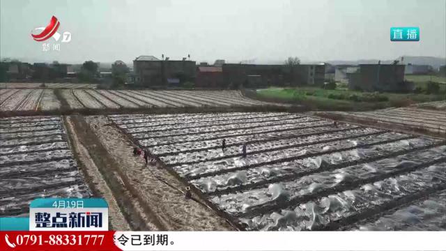九江市柴桑区：瓜棉套种 一地生多“金”