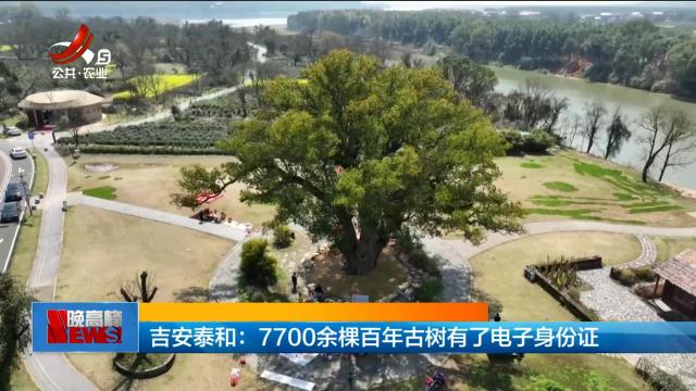 吉安泰和：7700余棵百年古树有了电子身份证