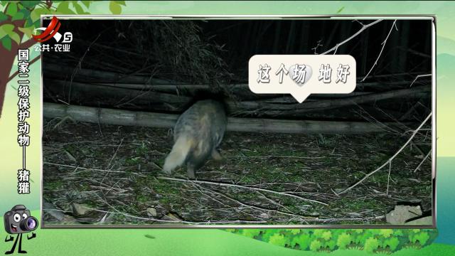 绿野秘踪20250407