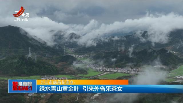 九江市瑞昌花园乡：绿水青山黄金叶 引来外省采茶女