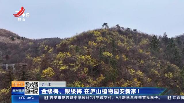九江：金缕梅、银缕梅 在庐山植物园安新家！