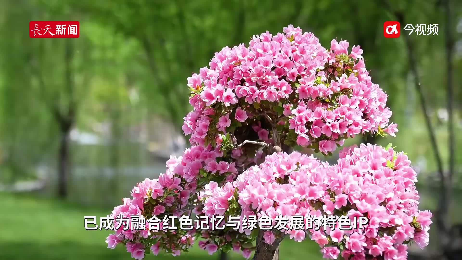 江西吉安：井冈四月映山红 文旅东风入画图