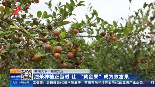 【赣闻天下】赣州安远：油茶种植正当时 让“黄金果”成为致富果