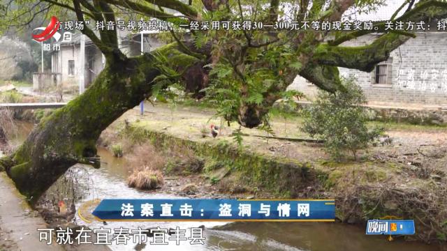 晚间800 20250401 法案直击：盗洞与情网
