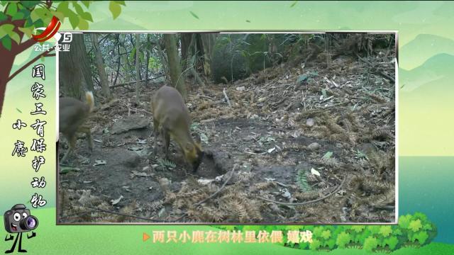 绿野秘踪20250422