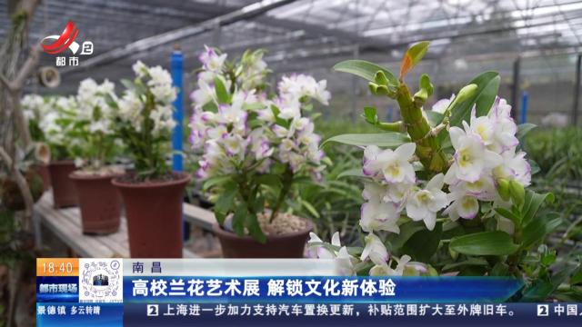 南昌：高校兰花艺术展 解锁文化新体验