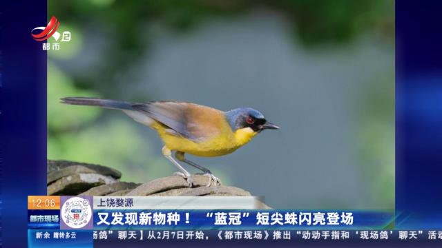 上饶婺源：又发现新物种！ “蓝冠”短尖蛛闪亮登场
