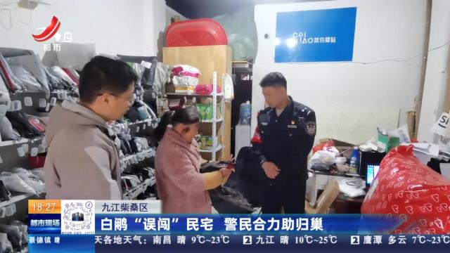 九江柴桑区：白鹇“误闯”民宅 警民合力助归巢