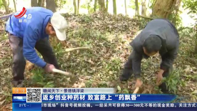 【赣闻天下】景德镇浮梁：返乡创业种药材 致富路上“药飘香”