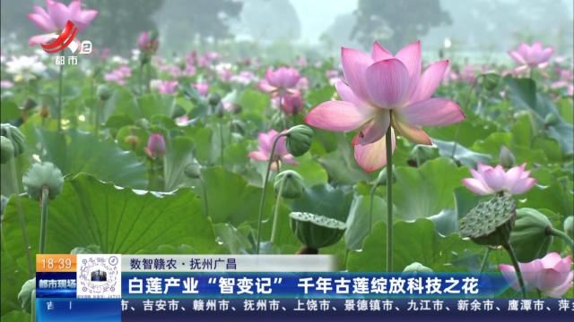 【数智赣农】抚州广昌：白莲产业“智变记” 千年古莲绽放科技之花