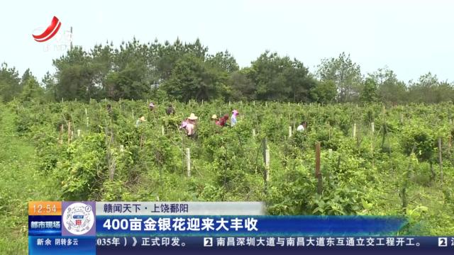 【赣闻天下】上饶鄱阳：400亩金银花迎来大丰收