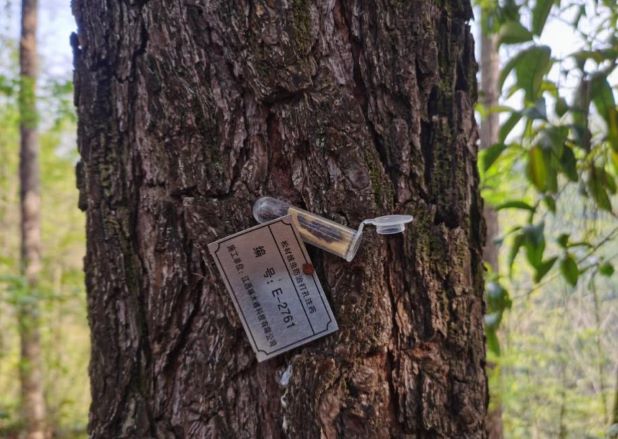 江西上高：生物防控为森林生态安全加装绿色“防护网”