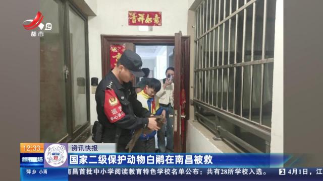 国家二级保护动物白鹇在南昌被救