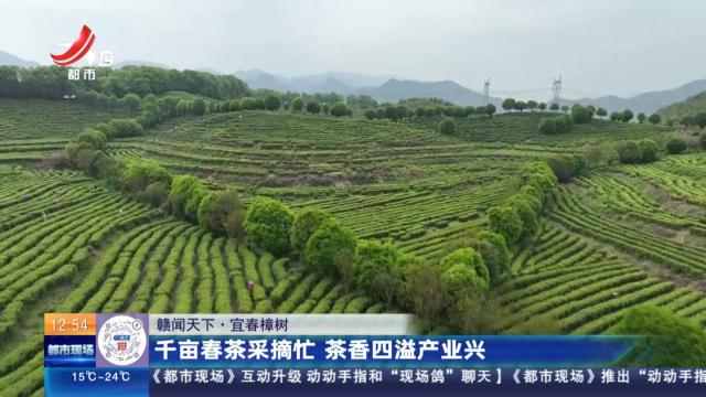 【赣闻天下】宜春樟树：千亩春茶采摘忙 茶香四溢产业兴