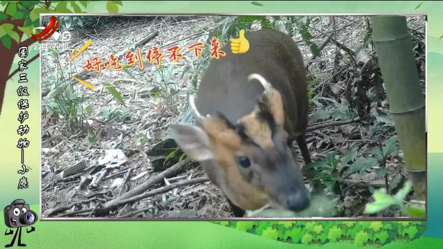 绿野秘踪20250409