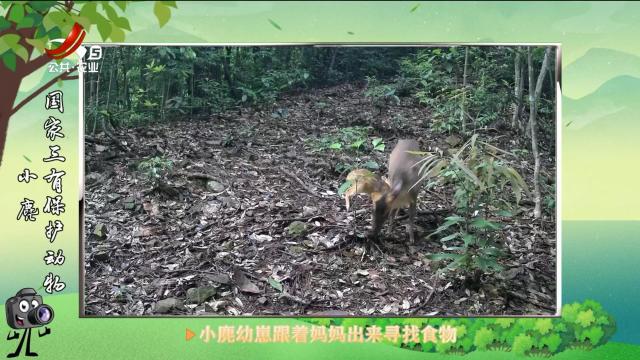 绿野秘踪20250421