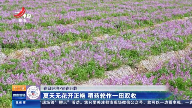【春日经济】宜春万载：夏天无花开正艳 稻药轮作一田双收