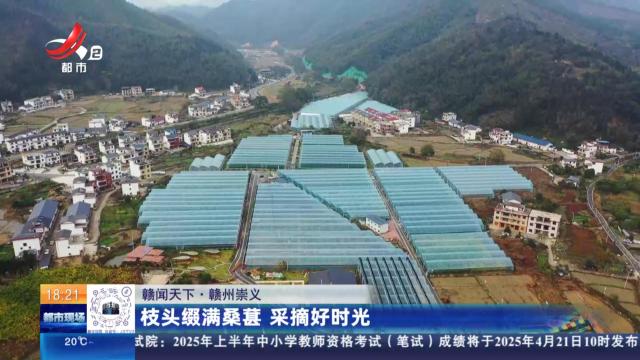 【赣闻天下】赣州崇义：枝头缀满桑葚 采摘好时光