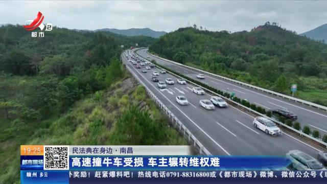【民法典在身边】南昌：高速撞牛车受损 车主辗转维权难