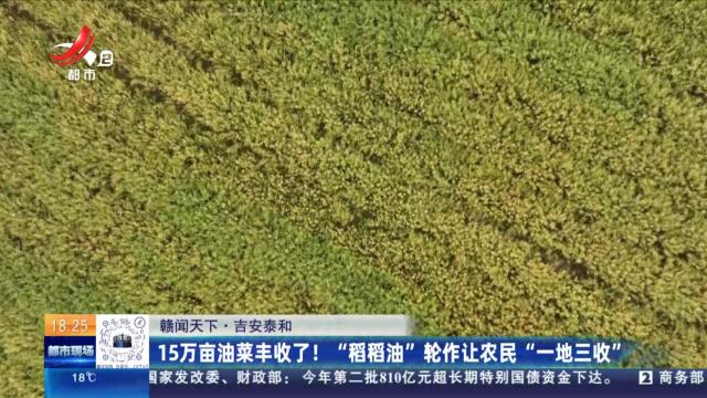 【赣闻天下】吉安泰和：15万亩油菜丰收了！ “稻稻油”轮作让农民“一地三收”